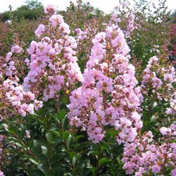 lagerstroemia indica rosea